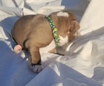 Puppy Puppy 1 Boston Terrier