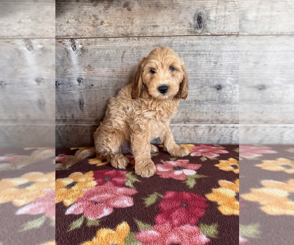 Medium Photo #10 Goldendoodle mix (+ Poodle Miniature) Puppy For Sale in VERMONTVILLE, MI, USA