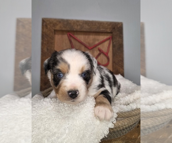 Medium Photo #2 Miniature Australian Shepherd Puppy For Sale in RUSSELLVILLE, AL, USA