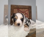 Small #1 Miniature Australian Shepherd