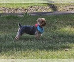 Small #2 Yorkshire Terrier