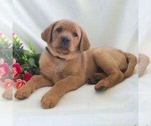 Labrador Retriever Puppy for sale in GREEN PARK, PA, USA