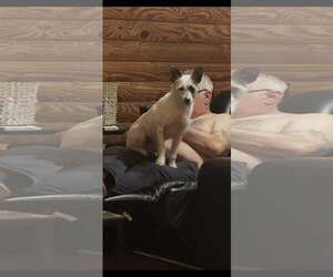 Mutt Dogs for adoption in Jackson Township, NJ, USA