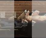 Small Mutt
