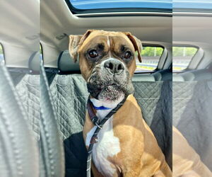 Boxer Dogs for adoption in Dumont, NJ, USA