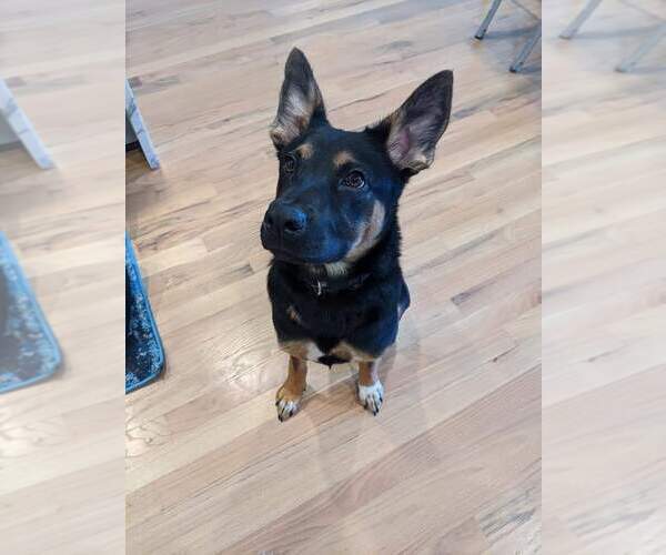 Medium Photo #5 German Shepherd Dog-Unknown Mix Puppy For Sale in La Grange , NC, USA