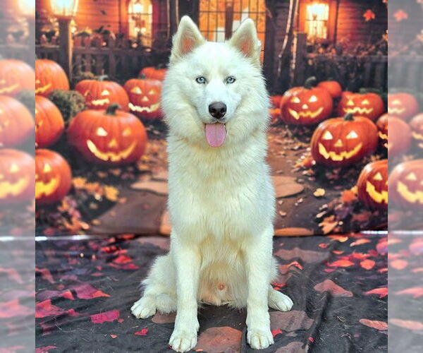 Medium Photo #1 Siberian Husky Puppy For Sale in Long Beach, CA, USA