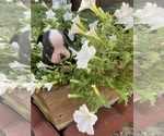 Small #6 Boston Terrier
