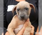 Small #3 Labrador Retriever Mix