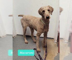 Affenpinscher Dogs for adoption in Richmond, IN, USA