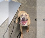 Small #2 Mutt