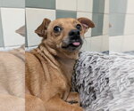 Small #5 Chihuahua