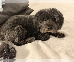 Chewie - Male Mal-Shi Dog for Adoption - Photo #2