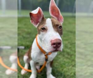 American Pit Bull Terrier-Unknown Mix Dogs for adoption in Louisville, KY, USA