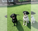 Small Photo #4 Great Dane-Pointer Mix Puppy For Sale in Vail, AZ, USA