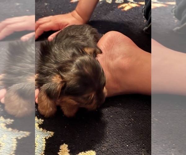 Medium Photo #2 Yorkshire Terrier Puppy For Sale in AUSTELL, GA, USA