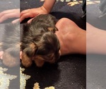 Small #1 Yorkshire Terrier