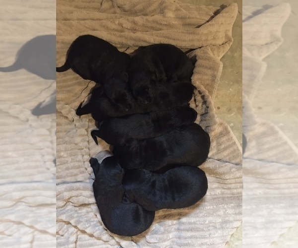 Medium Photo #5 Goldendoodle-Labrador Retriever Mix Puppy For Sale in HUNTLY, VA, USA