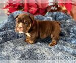 Small #1 English Bulldog