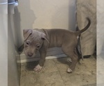 Small #5 American Pit Bull Terrier