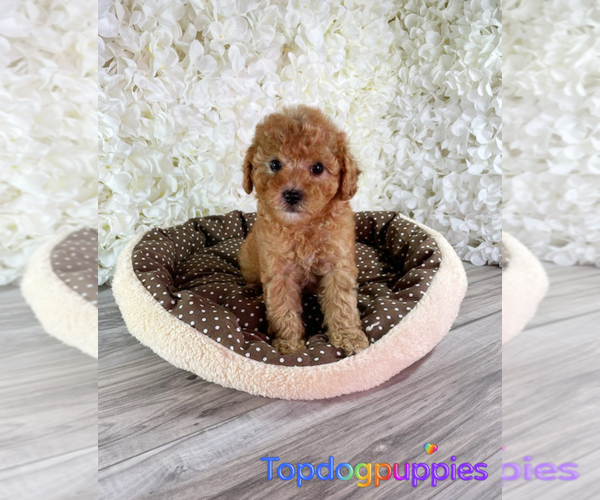 Medium Photo #1 Maltipoo Puppy For Sale in FULLERTON, CA, USA