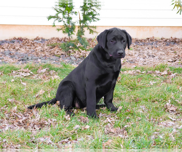 Medium Photo #9 Labrador Retriever Puppy For Sale in SYRACUSE, IN, USA