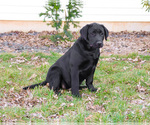 Small #8 Labrador Retriever