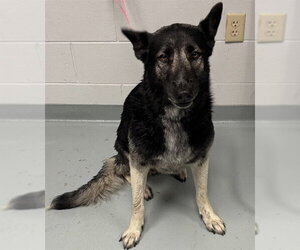 German Shepherd Dog-Unknown Mix Dogs for adoption in St. Cloud, FL, USA