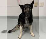 Small German Shepherd Dog Mix