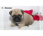 Small Photo #2 Pug Puppy For Sale in CLARE, MI, USA