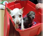 Small #3 Chiweenie