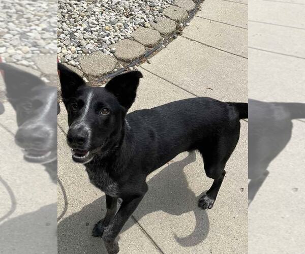 Medium Photo #4 Border-Aussie Puppy For Sale in Highland, IL, USA