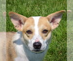 Small Border Collie Mix