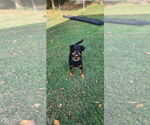 Small #2 Rottweiler