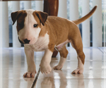 Small Photo #12 Bull Terrier Puppy For Sale in KENDALL, FL, USA