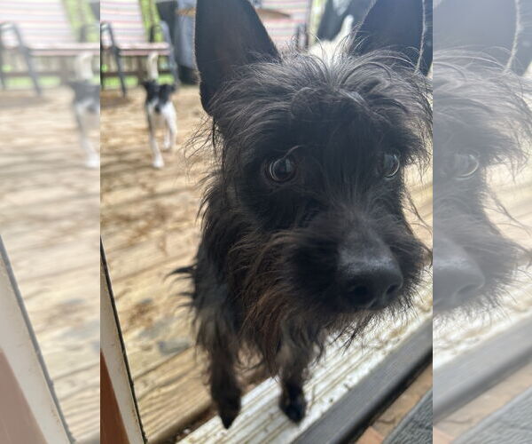 Medium Photo #4 Cairn Terrier-Unknown Mix Puppy For Sale in Lexington, SC, USA