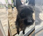 Small #3 Cairn Terrier Mix