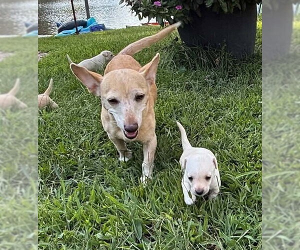 Medium Photo #15 Chihuahua-Unknown Mix Puppy For Sale in New York, NY, USA