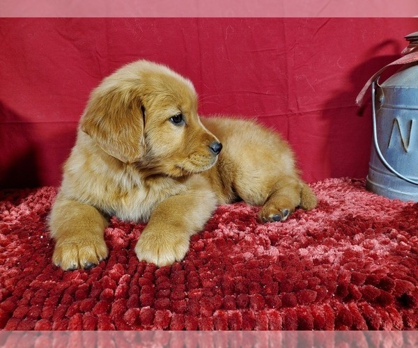 Medium Photo #3 Golden Retriever Puppy For Sale in BLACK FOREST, CO, USA