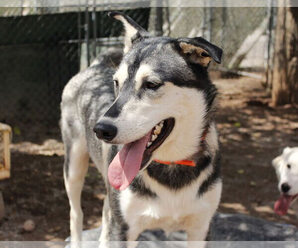 Medium Photo #5 Siberian Husky-Unknown Mix Puppy For Sale in Cedar Crest, NM, USA