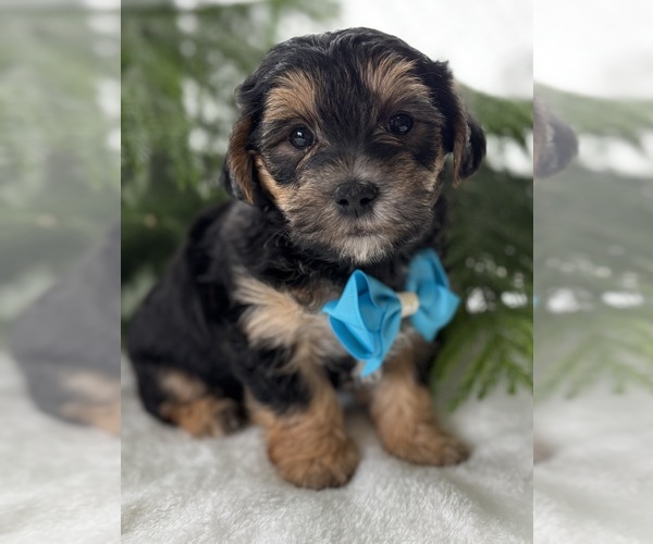 Medium Photo #1 Morkie Puppy For Sale in ROCK STREAM, NY, USA