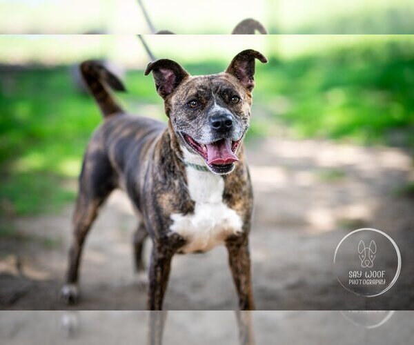 Medium Photo #1 American Staffordshire Terrier-Boxer Mix Puppy For Sale in Brewster, NY, USA