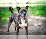 Small American Staffordshire Terrier-Boxer Mix