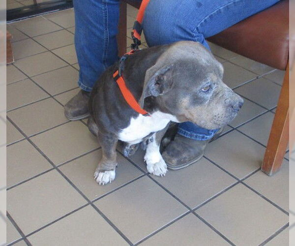 Medium Photo #1 American Pit Bull Terrier Puppy For Sale in Ocala, FL, USA