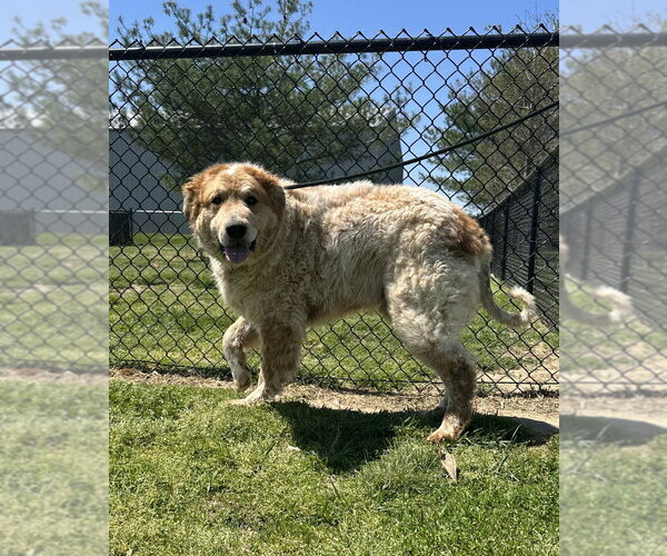 Medium Photo #4 Akita-Great Pyrenees Mix Puppy For Sale in Evansville, IN, USA