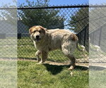 Small #3 Akita-Great Pyrenees Mix