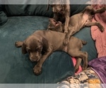 Puppy 2 German Shorthaired Weimaraner