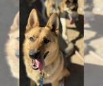 Small #1 German Shepherd Dog