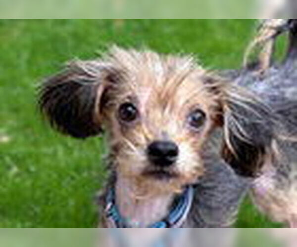 Medium Photo #2 Mutt Puppy For Sale in Fremont, CA, USA