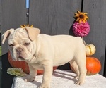 Small #2 French Bulldog